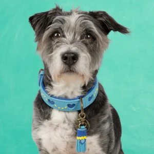 Sky Hondenhalsband S (Halsomvang 30-33 cm / 2,5 cm)