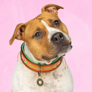 Beads Tiger Lily Hondenhalsband XL (Halsomvang 48-57 cm / 4 cm)