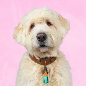 Urban Hondenhalsband XL (Halsomvang 48-57 cm / 4 cm)