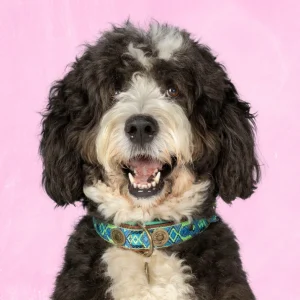 Boho Juan Hondenhalsband XL (Halsomvang 48-57 cm / 4 cm)