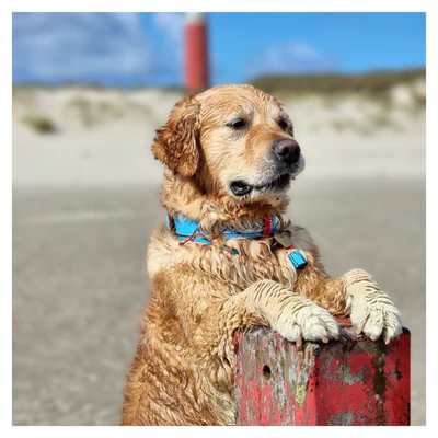 Dutchie Hondenhalsband XL (Halsomvang 48-57 cm / 4 cm) - Afbeelding 4