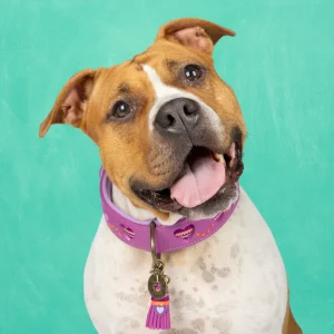 Spice Hondenhalsband XL (Halsomvang 48-57 cm / 4 cm)