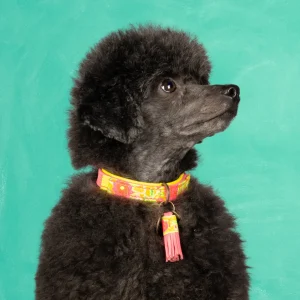 Lotus Hondenhalsband XXS (Halsomvang 22-24 cm / 2 cm)