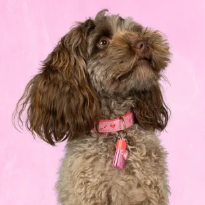 Sweety Hondenhalsband XS (Halsomvang 25-29 cm / 2 cm)