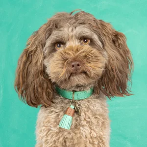 California Dreaming Hondenhalsband XXS (Halsomvang 22-24 cm / 2 cm)