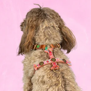 Boho Rosa Tuigje XS (35,5-44 cm)