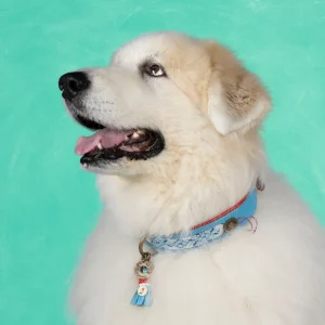 Dutchie Hondenhalsband XXL (Halsomvang 58-65 cm / 4 cm)