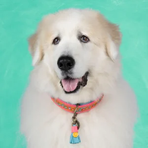 Indian Summer Hondenhalsband XXL (Halsomvang 58-65 cm / 4 cm)