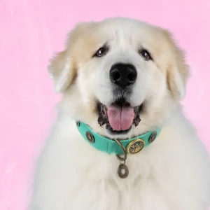 Urban Rebel Hondenhalsband XXL (Halsomvang 58-65 cm / 4 cm)