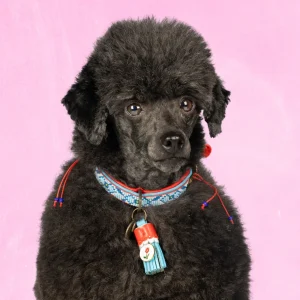 Dutchie Hondenhalsband XXS (Halsomvang 22-24 cm / 2 cm)