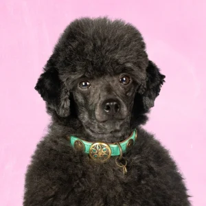 Urban Rebel Hondenhalsband XXS (Halsomvang 22-24 cm / 2 cm)