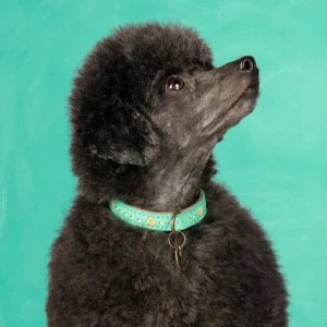 Urban Janis Hondenhalsband XXS (Halsomvang 22-24 cm / 2 cm)