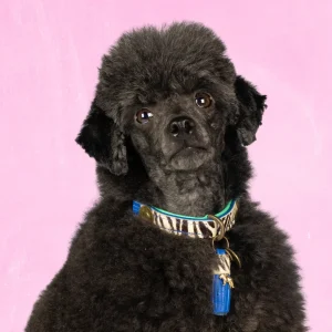 Dandy Hondenhalsband XXS (Halsomvang 22-24 cm / 2 cm)