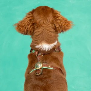 Rock Tuigje XXS (33-39 cm)