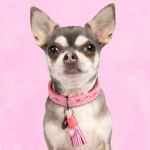 Sweety Hondenhalsband XXS (Halsomvang 22-24 cm / 2 cm)