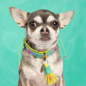 Chogogo Hondenhalsband XXS (Halsomvang 22-24 cm / 2 cm)