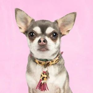 Lou Lou Hondenhalsband XXS (Halsomvang 22-24 cm / 2 cm)