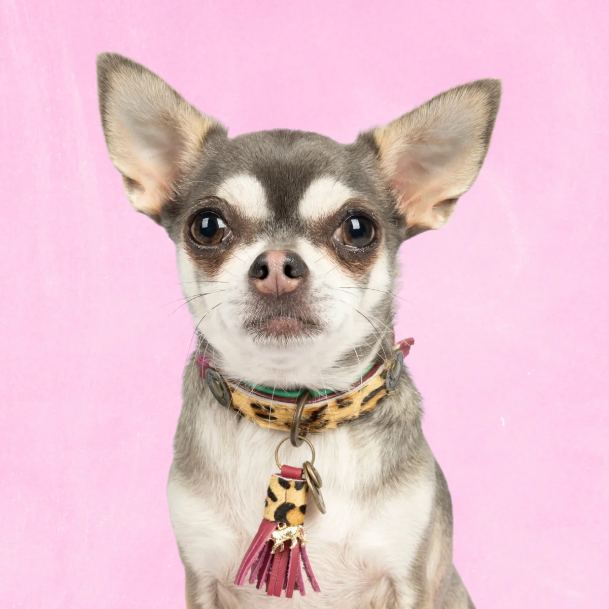 Lou Lou Hondenhalsband XXS (Halsomvang 22-24 cm / 2 cm) - Afbeelding 2