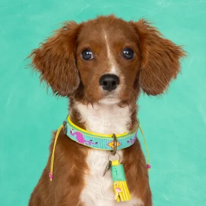 Chogogo Hondenhalsband XS (Halsomvang 25-29 cm / 2 cm)