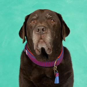 Mr Clooney Halsband XXL (Halsomvang 58-65 cm / 4 cm)