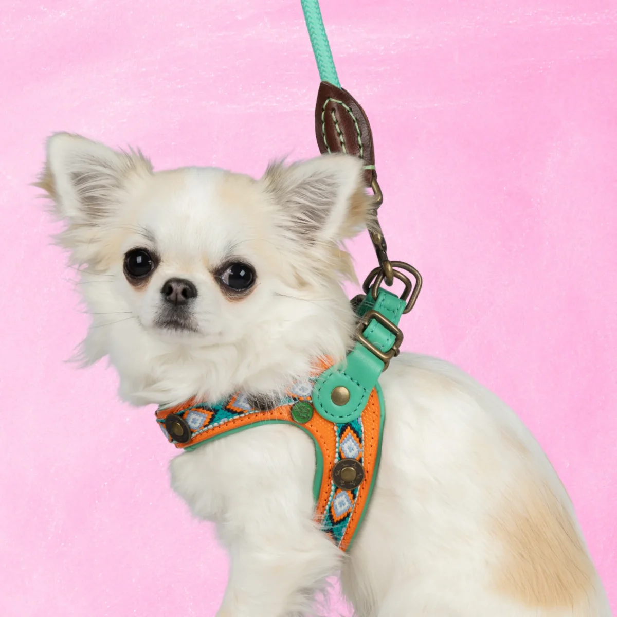 Morgan Hondentuigje Maat 2 (28,5-30 cm) - Afbeelding 2