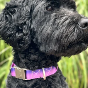 DOGGUO Halsband - verloop - paars