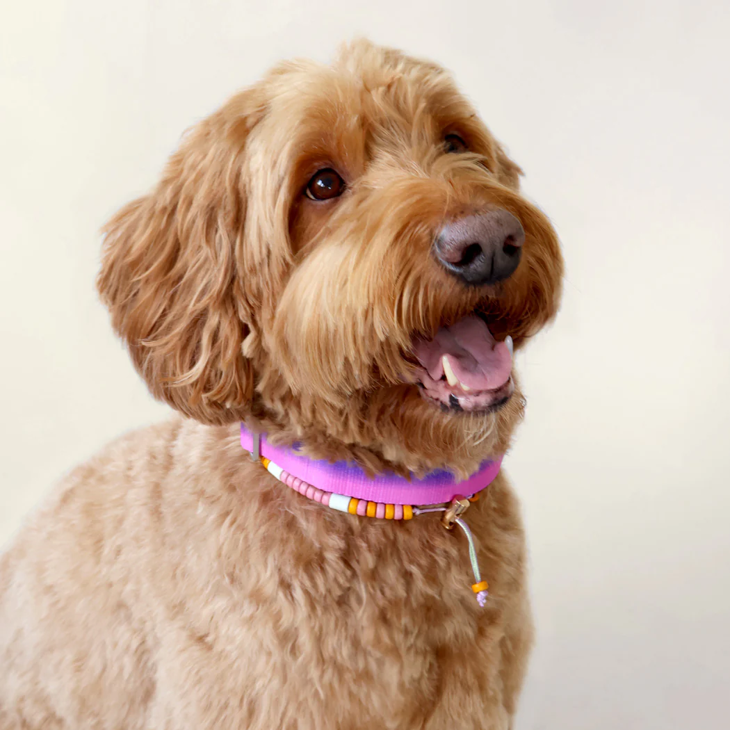 DOGGUO Halsband - verloop - paars - Afbeelding 4