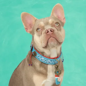 Dutchie Hondenhalsband M (Halsomvang 34-39 cm / 2,5 cm)