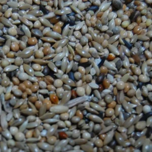 OBIE 5 Engelse parkiet mannesmengeling