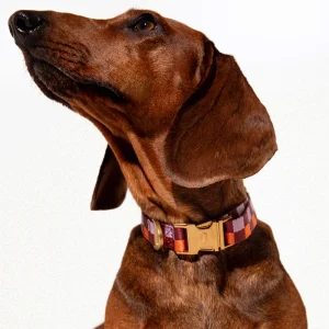 DOGGUO Halsband - blok print - bordeaux/oranje