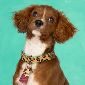 Lou Lou Hondenhalsband XS (Halsomvang 25-29 cm / 2 cm)