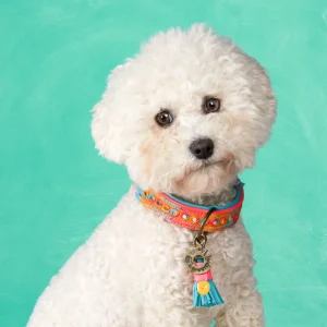 Indian Summer Hondenhalsband S (Halsomvang 30-33 cm / 2,5 cm)