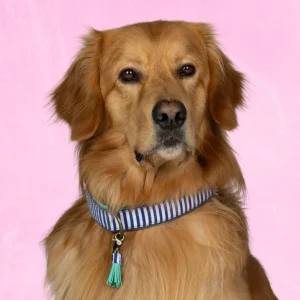 Mr Cruise Hondenhalsband XL (Halsomvang 48-57 cm / 4 cm)