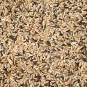 OBIE 13,3 Kanarie Zangzaad Postuur met hennep