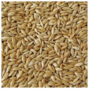 MANITOBA Plat witzaad