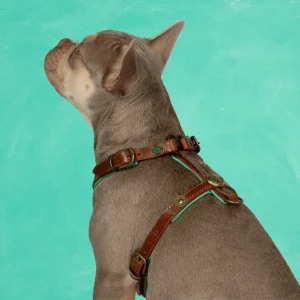 Rock Tuigje XL (73,5-92 cm)