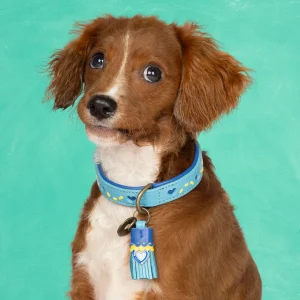 Sky Hondenhalsband XS (Halsomvang 25-29 cm / 2 cm)