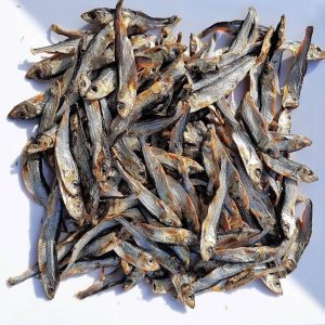 60 gram Vistrainer spiering