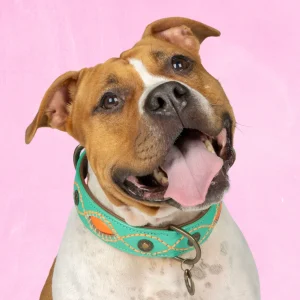 Urban Janis Hondenhalsband XL (Halsomvang 48-57 cm / 4 cm)