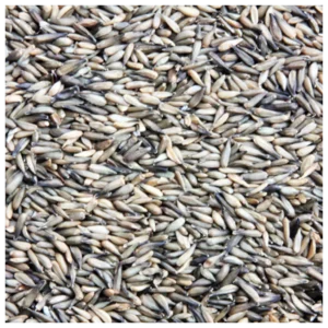 Micro Zonnebloempitten